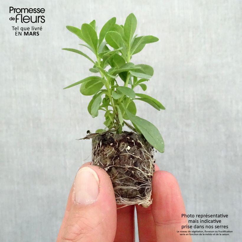 Example of Zauberglöckchen Noa Bubblegum - Calibrachoa Mini-Plug Ø 3/4 cm as you get in printemps