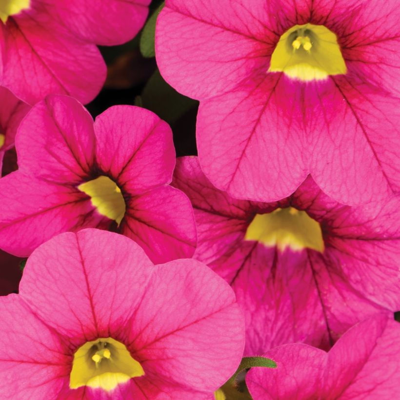 Zauberglöckchen Noa Bubblegum - Calibrachoa (Flowering)