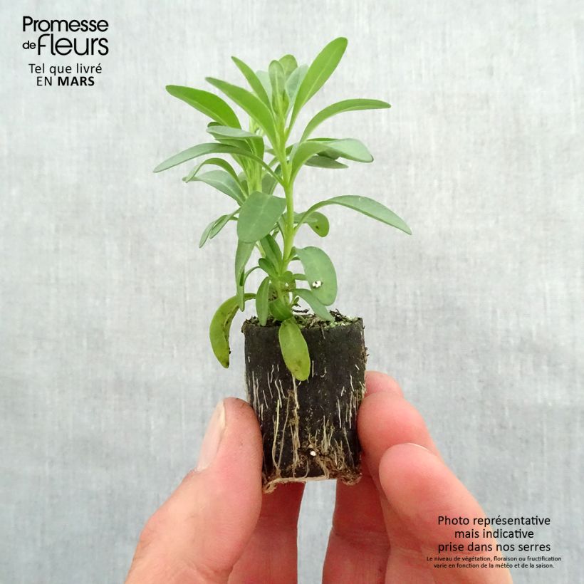 Example of Zauberglöckchen Noa Dark Pink Carnival - Calibrachoa Mini-Plug Ø 3/4 cm as you get in printemps