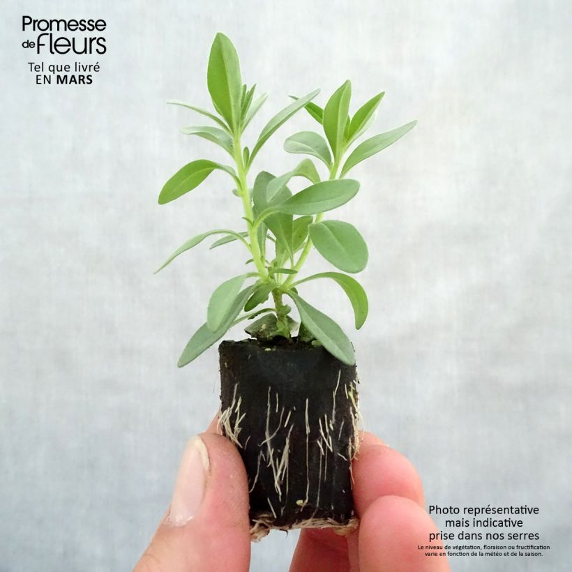 Example of Zauberglöckchen Superbells Blackcurrant Punch - Calibrachoa Mini-Plug Ø 3/4 cm as you get in printemps
