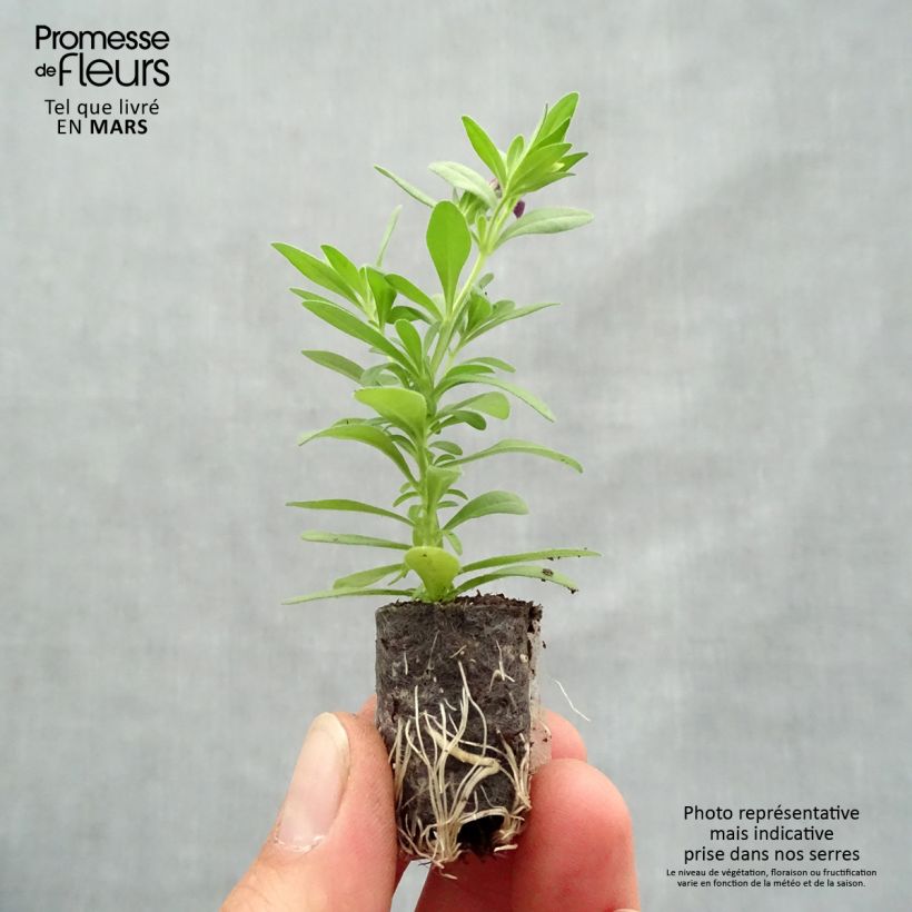 Example of Zauberglöckchen Superbells Grape Punch - Calibrachoa Mini-Plug Ø 1,5/2,5 cm as you get in printemps