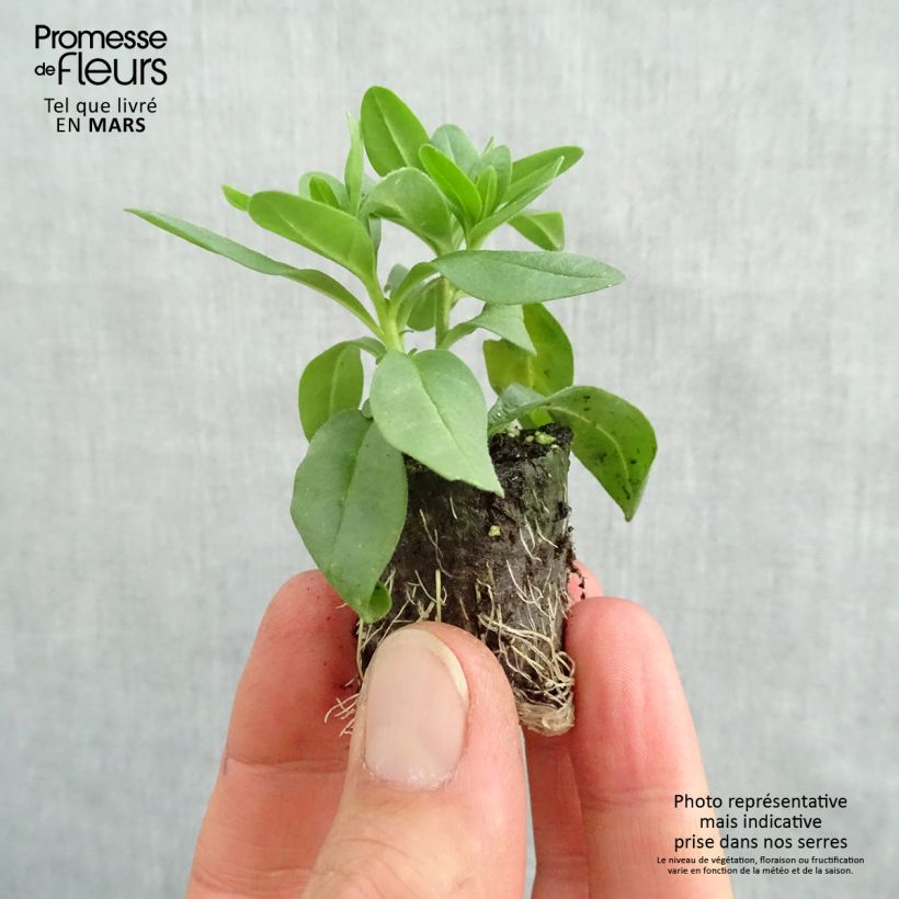 Example of Zauberglöckchen Superbells Lemon Slice - Calibrachoa Mini-Plug Ø 3/4 cm as you get in printemps