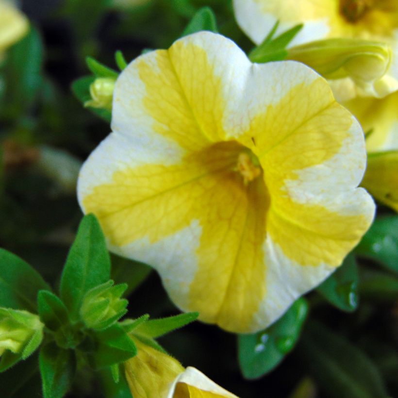 Zauberglöckchen Superbells Lemon Slice - Calibrachoa (Flowering)