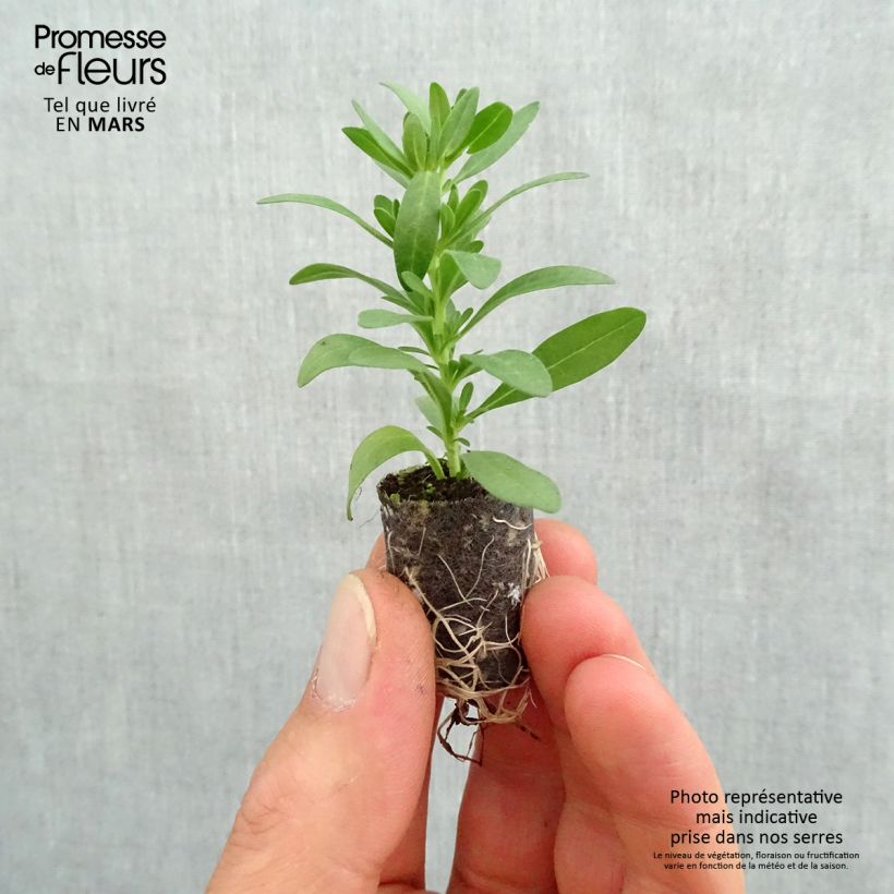 Example of Zauberglöckchen Superbells Sweet Love - Calibrachoa Mini-Plug Ø 3/4 cm as you get in printemps