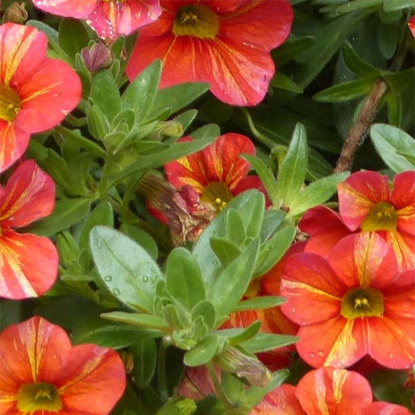 Zauberglöckchen Superbells Tropical Sunrise - Calibrachoa (Foliage)
