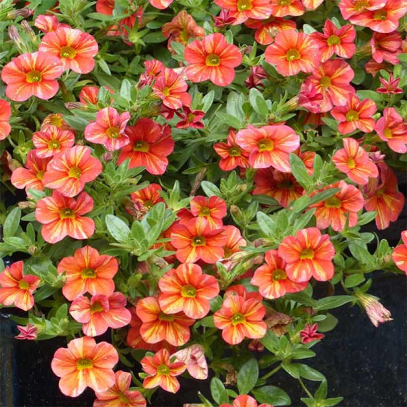 Zauberglöckchen Superbells Tropical Sunrise - Calibrachoa (Plant habit)