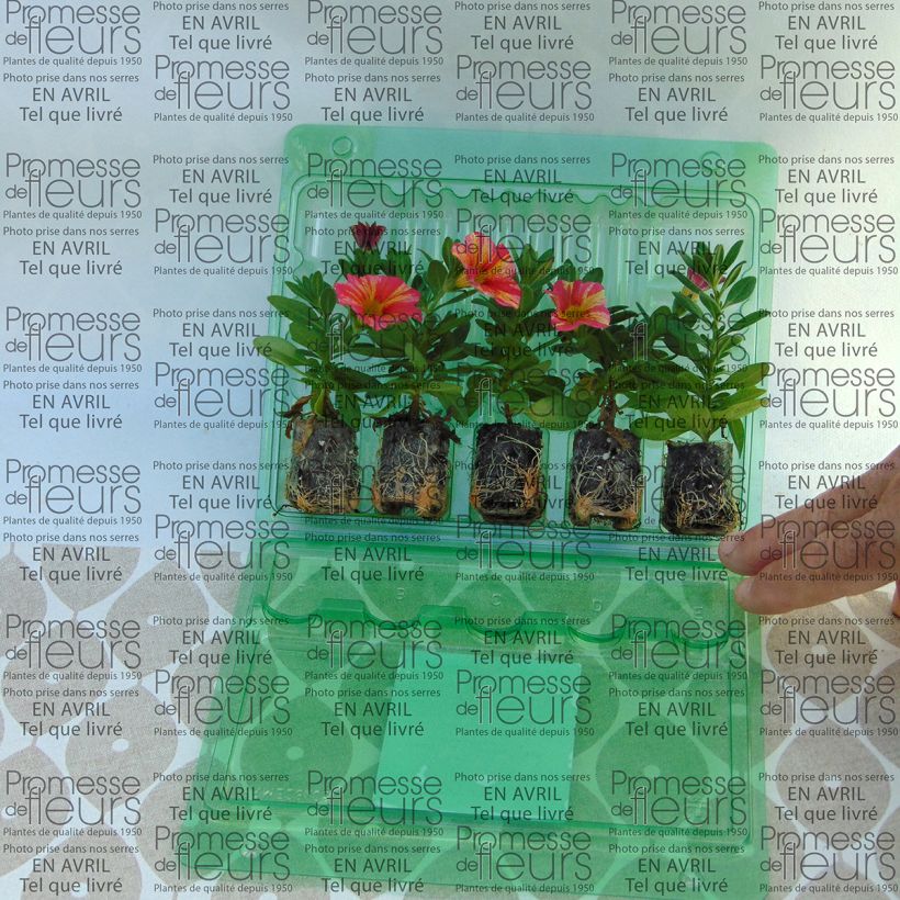 Example of Zauberglöckchen Superbells Tropical Sunrise - Calibrachoa Mini-Plug Ø 3/4 cm as you get