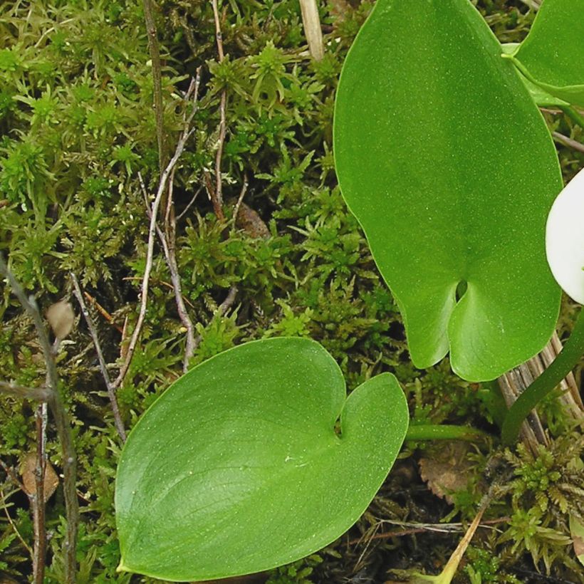 Calla palustris - Schlangenwurz (Foliage)