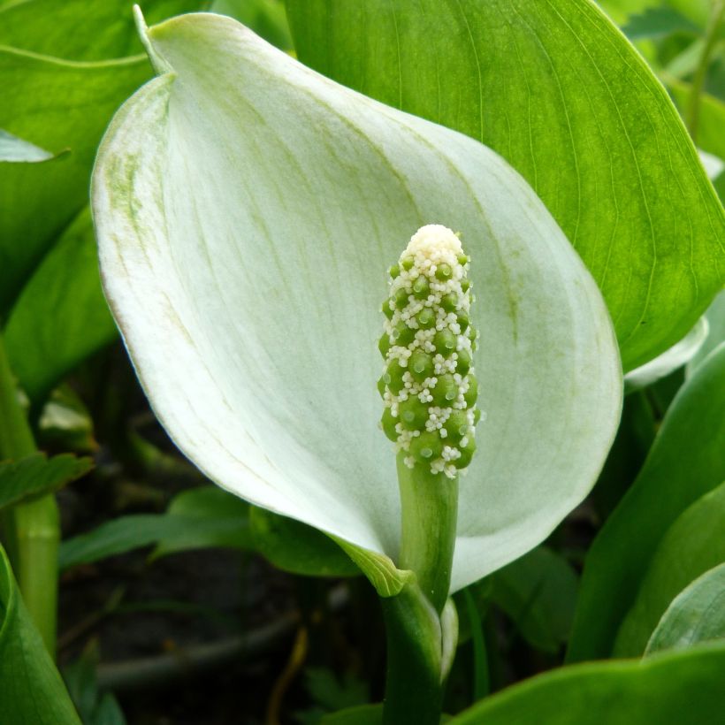 Calla palustris - Schlangenwurz (Flowering)