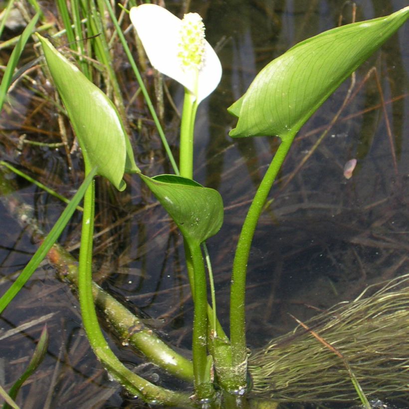 Calla palustris - Schlangenwurz (Plant habit)
