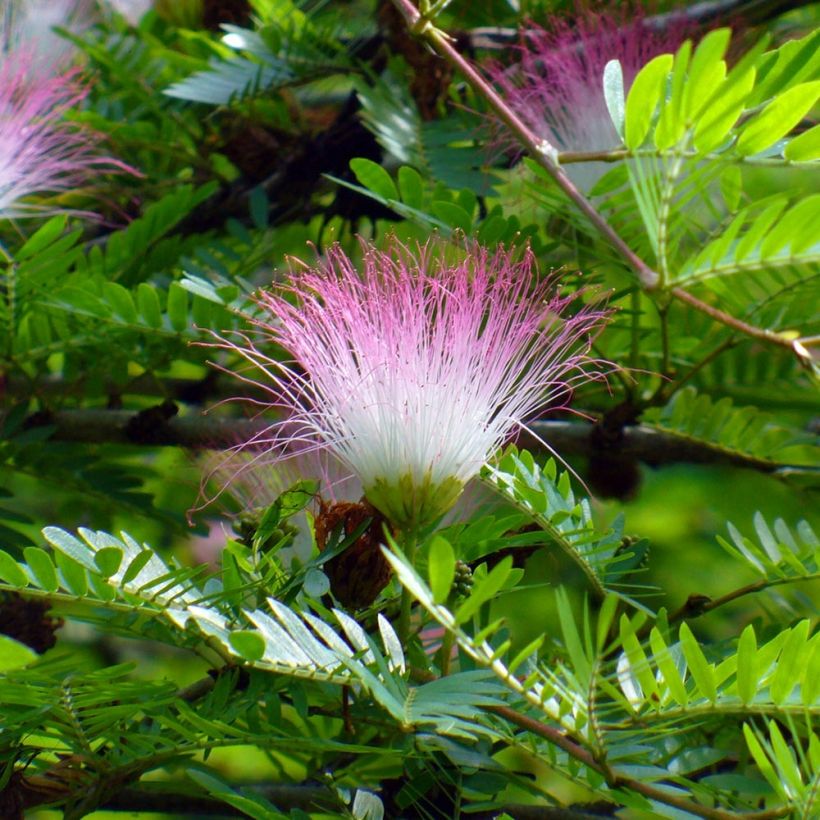 Calliandra surinamensis - Rosa Puderquastenstrauch (Flowering)