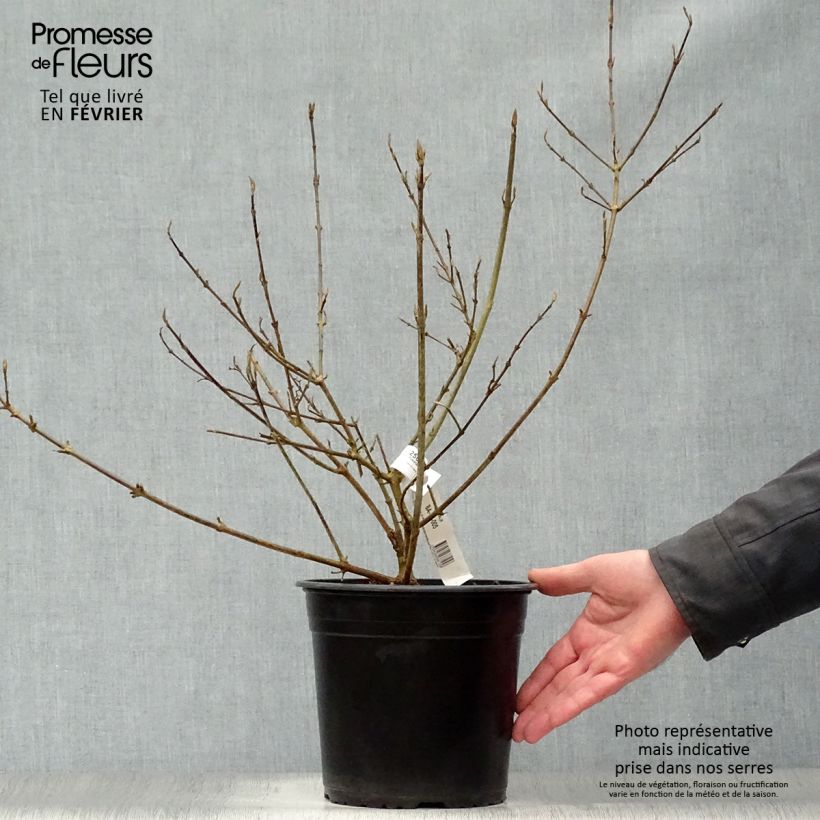 Exemplar von Liebesperlenstrauch Imperial Pearl - Callicarpa bodinieri Topf mit 3L/4L wie im Winter geliefert