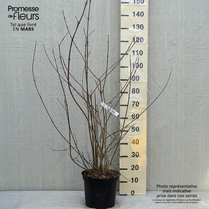 Exemplar von Liebesperlenstrauch Imperial Pearl - Callicarpa bodinieri Topf mit 7,5L/10L wie im Winter geliefert