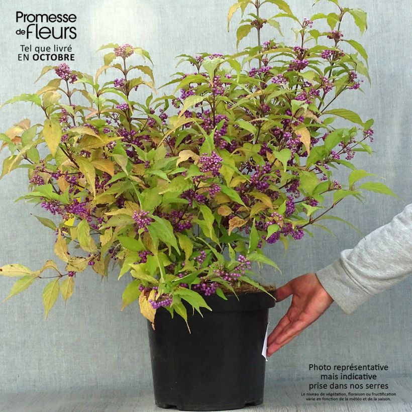 Example of Liebesperlenstrauch Magical Deep Purple Kolmdepu - Callicarpa bodinieri Topf mit 7,5L/10L as you get in automne