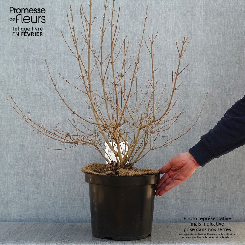 Exemplar von Liebesperlenstrauch Magical Deep Purple Kolmdepu - Callicarpa bodinieri Topf mit 7,5L/10L wie im Winter geliefert