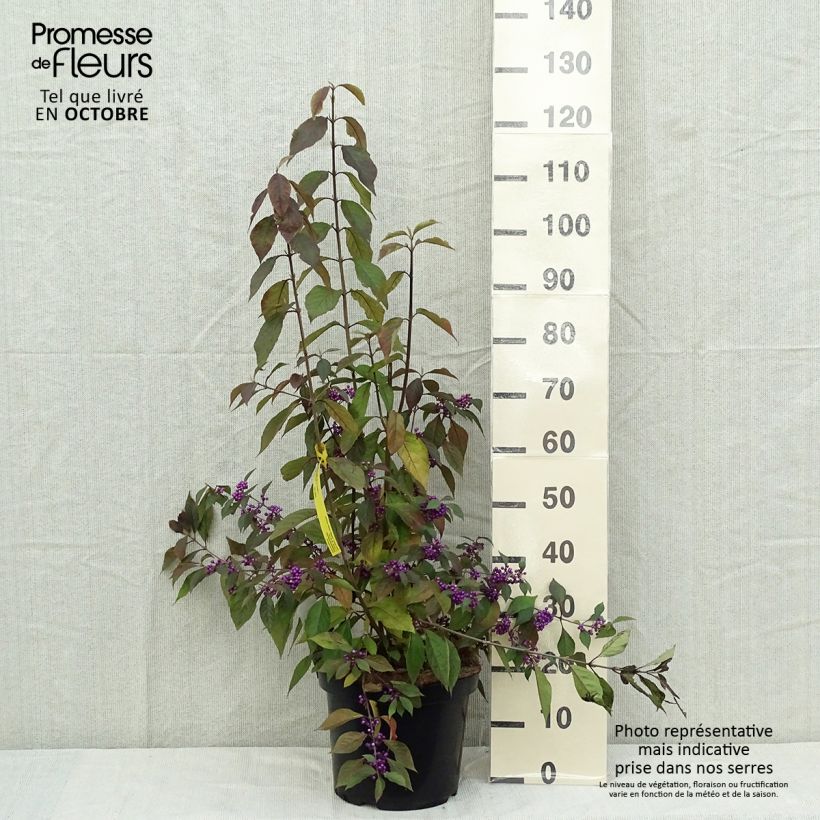 Example of Liebesperlenstrauch Magical Purple Giant - Callicarpa bodinieri Topf mit 7,5L/10L as you get in automne