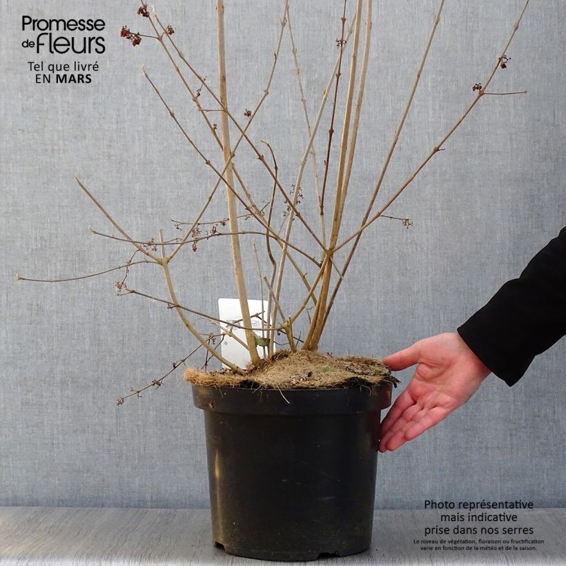 Exemplar von Liebesperlenstrauch Magical Purple Giant - Callicarpa bodinieri Topf mit 7,5L/10L wie im Winter geliefert