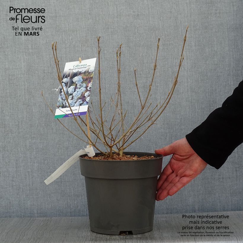 Exemplar von Liebesperlenstrauch Magical Snowqueen - Callicarpa bodinieri Topf mit 3L/4L wie im Winter geliefert