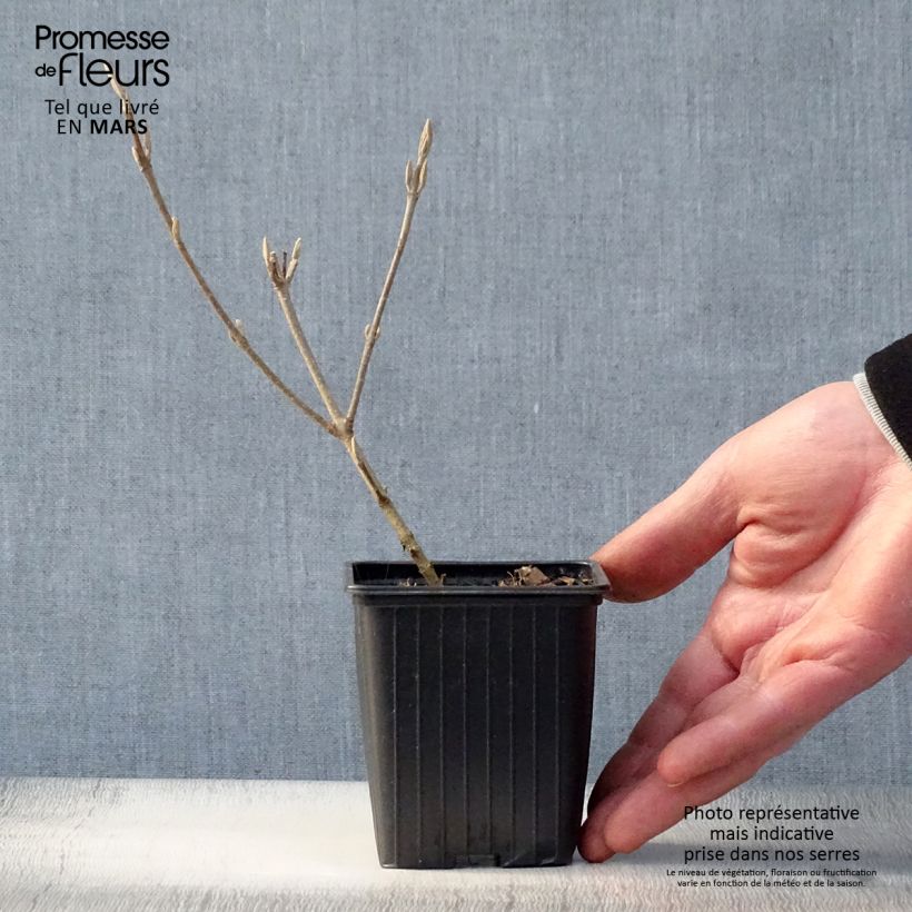 Exemplar von Liebesperlenstrauch Magical Snowstar - Callicarpa bodinieri Kleine Töpfe von 8/9 cm wie im Frühjahr geliefert