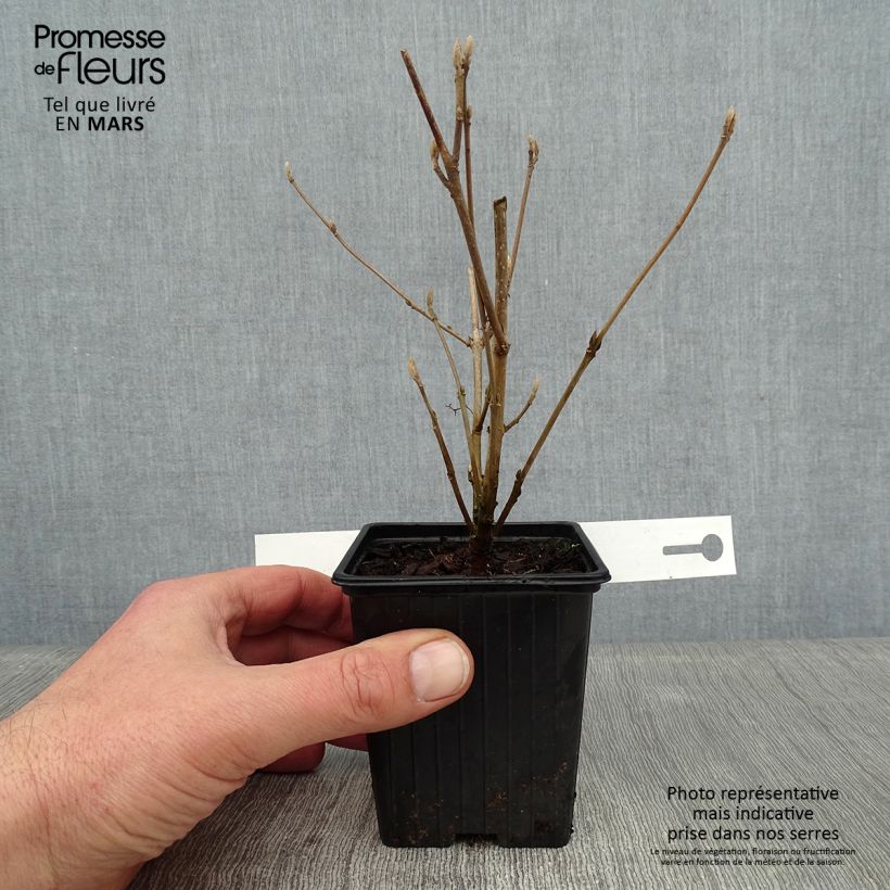 Exemplar von Liebesperlenstrauch Magical Snowstar - Callicarpa bodinieri Kleine Töpfe von 8/9 cm wie im Winter geliefert