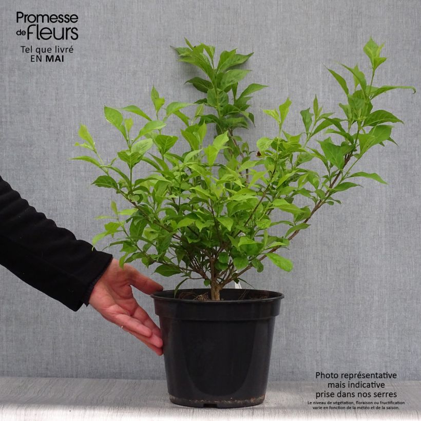 Exemplar von Liebesperlenstrauch Magical Snowstar - Callicarpa bodinieri Topf mit 3L/4L wie im Frühjahr geliefert