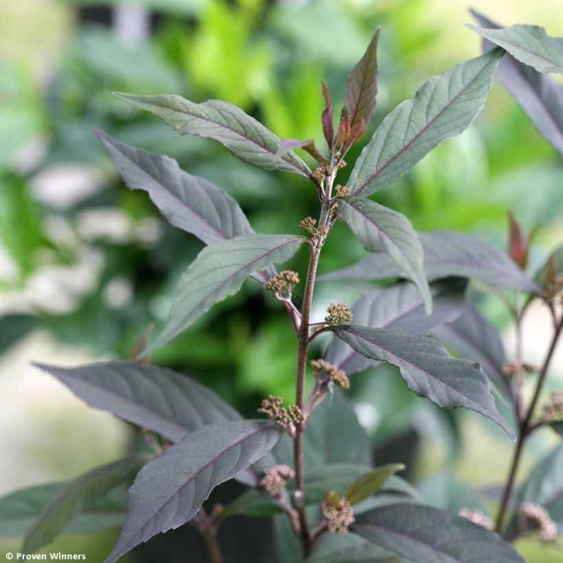 Liebesperlenstrauch Pearl Glam - Callicarpa bodinieri (Foliage)