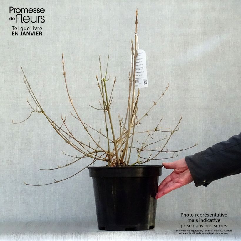 Exemplar von Liebesperlenstrauch Profusion - Callicarpa bodinieri Topf mit 7,5L/10L wie im Winter geliefert