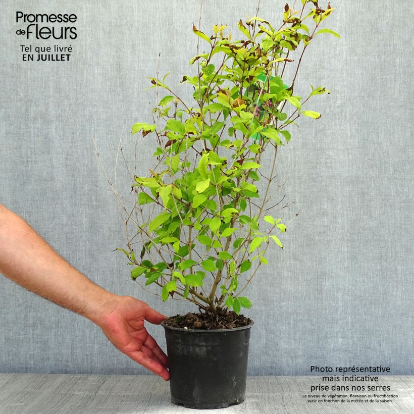 Example of Purpur-Schönfrucht - Callicarpa dichotoma Topf mit 3L/4L as you get in ete