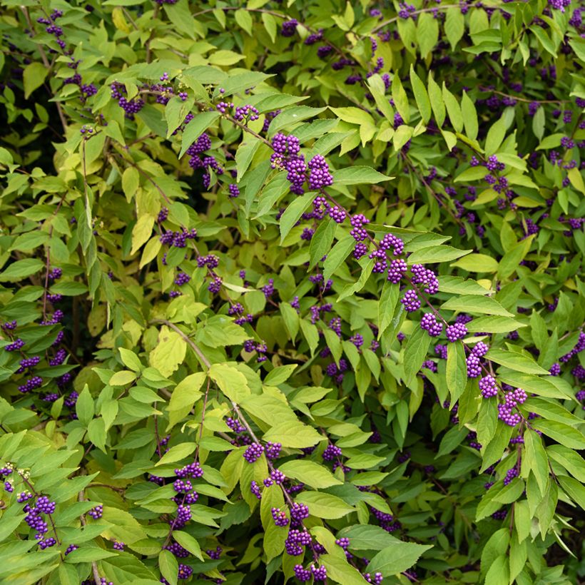 Purpur-Schönfrucht - Callicarpa dichotoma (Plant habit)