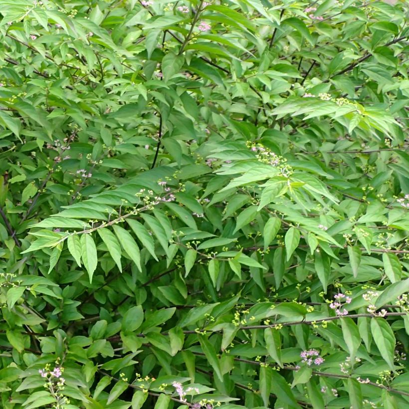 Purpur-Schönfrucht Issai - Callicarpa dichotoma (Foliage)
