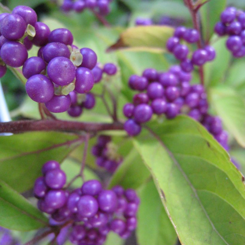 Purpur-Schönfrucht Issai - Callicarpa dichotoma (Flowering)