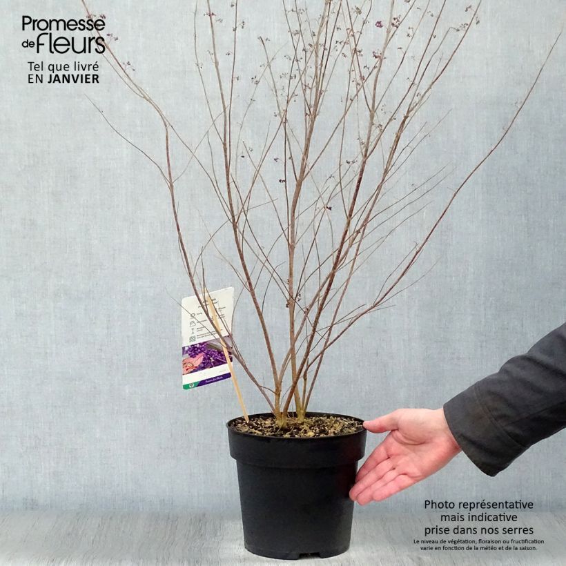 Exemplar von Purpur-Schönfrucht Issai - Callicarpa dichotoma Topf mit 3L/4L wie im Winter geliefert