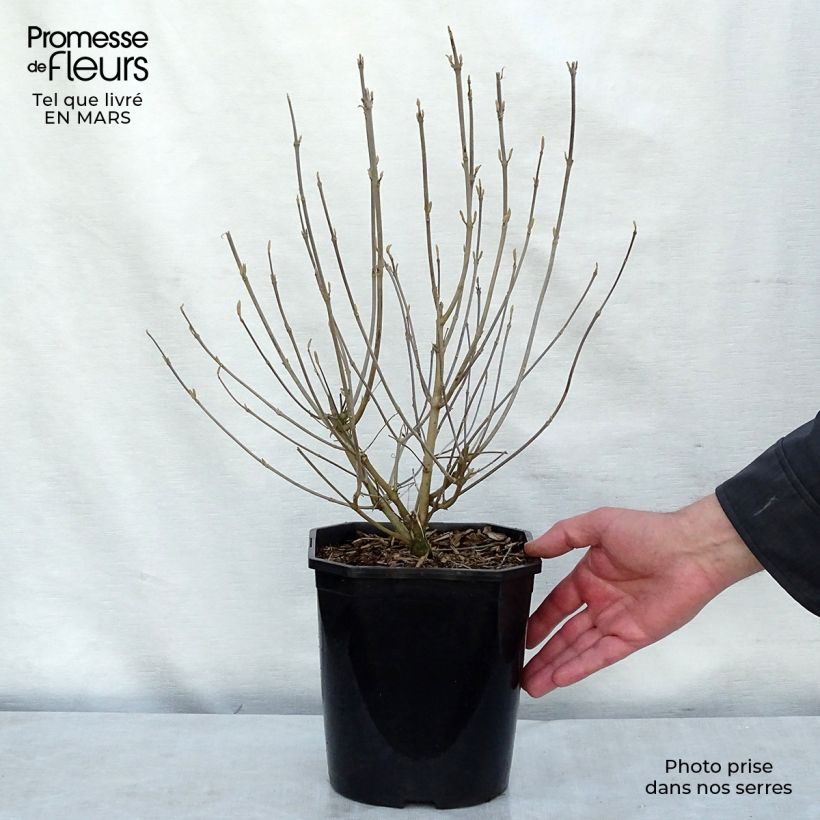 Example of Japanische Schönfrucht - Callicarpa japonica Topf mit 4L/5L as you get in hiver