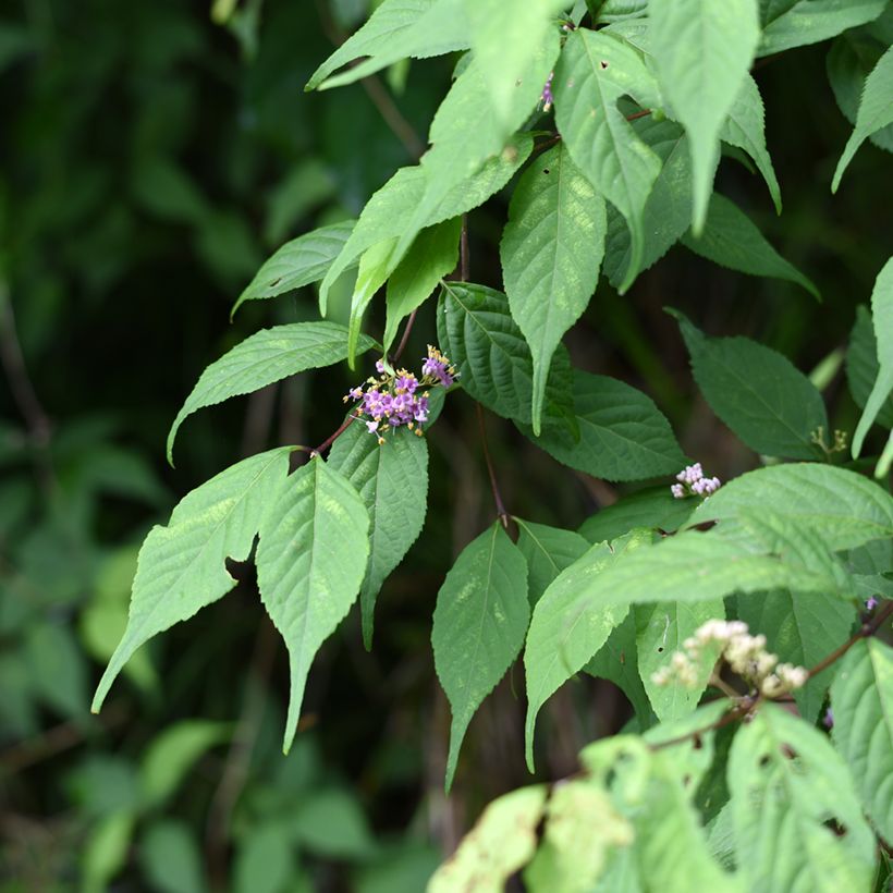 Japanische Schönfrucht - Callicarpa japonica (Foliage)