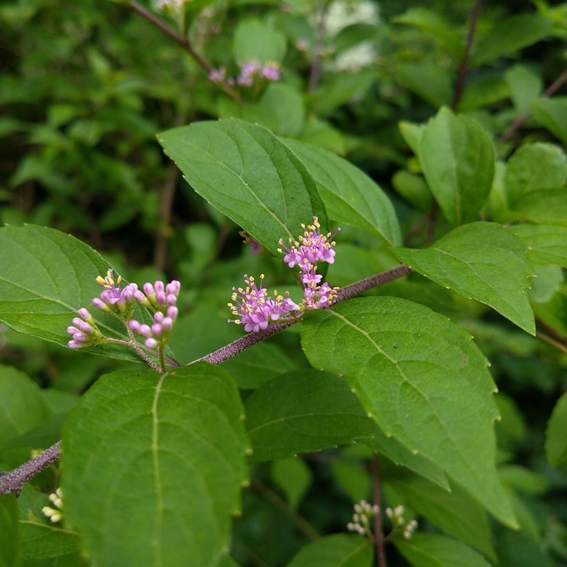 Japanische Schönfrucht - Callicarpa japonica (Flowering)