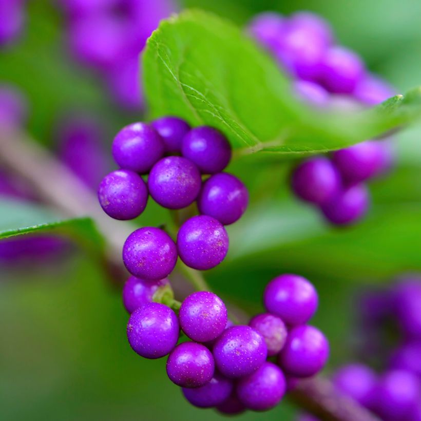 Japanische Schönfrucht - Callicarpa japonica (Harvest)