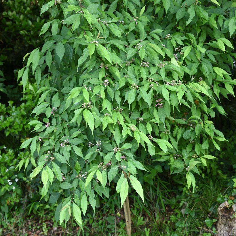 Japanische Schönfrucht - Callicarpa japonica (Plant habit)