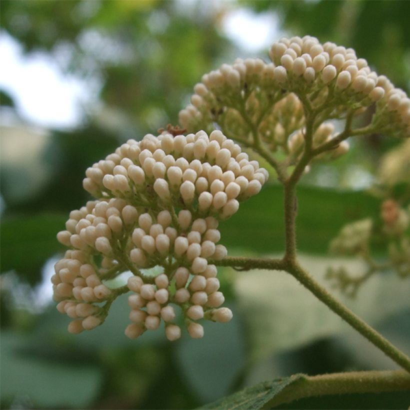 Japanische Schönfrucht Leucocarpa - Callicarpa japonica (Flowering)