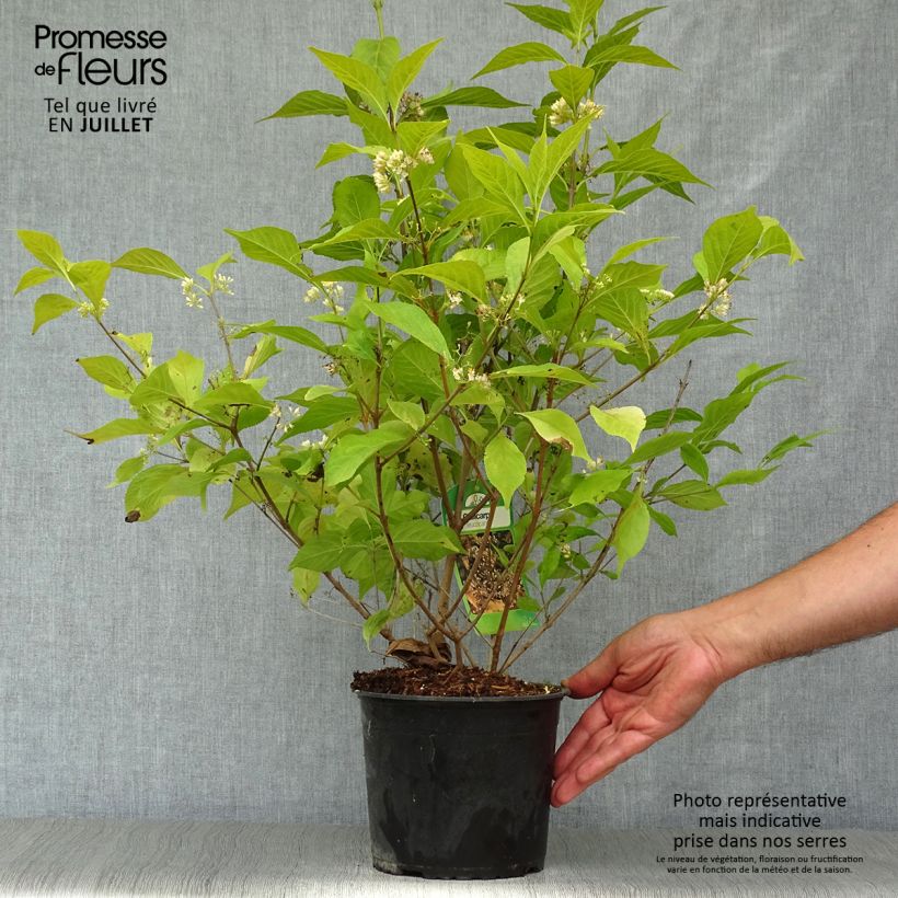 Example of Japanische Schönfrucht Leucocarpa - Callicarpa japonica Topf mit 2L/3L as you get in ete