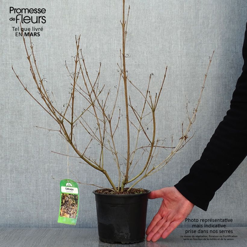 Exemplar von Japanische Schönfrucht Leucocarpa - Callicarpa japonica Topf mit 2L/3L wie im Winter geliefert