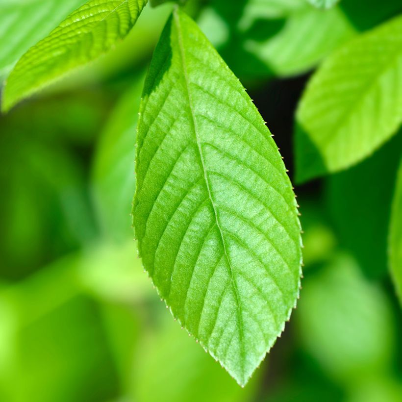 Japanische Schönfrucht Leucocarpa - Callicarpa japonica (Foliage)