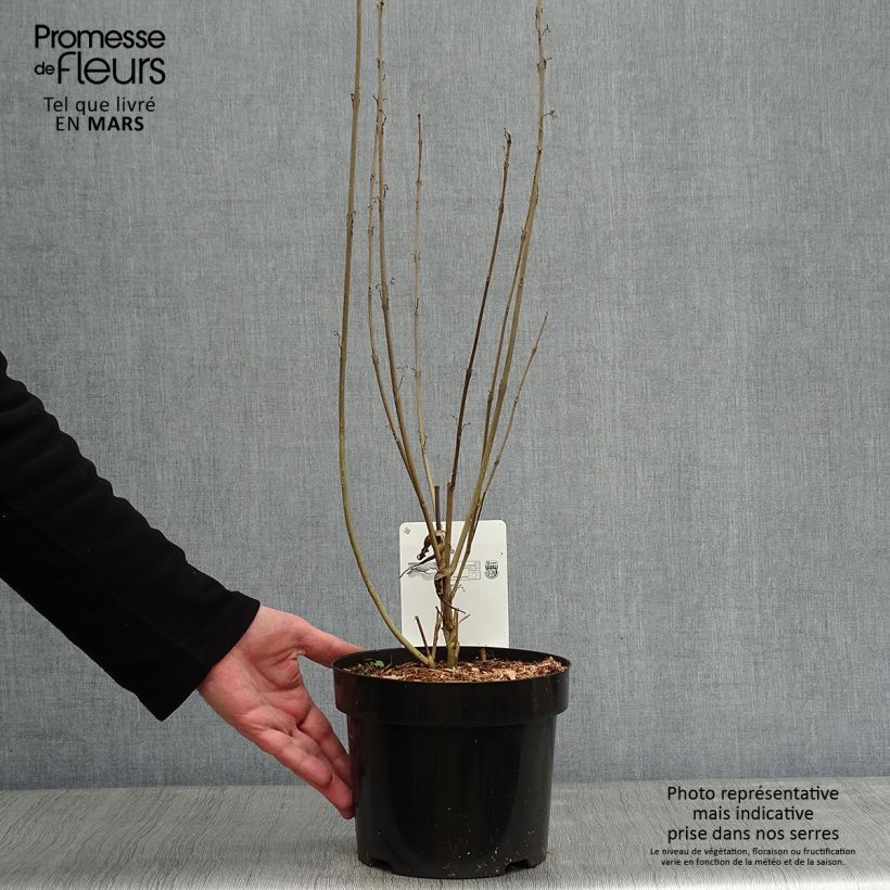 Exemplar von Herbstblühende Schönfrucht - Callicarpa kwangtungensis Topf mit 2L/3L wie im Winter geliefert