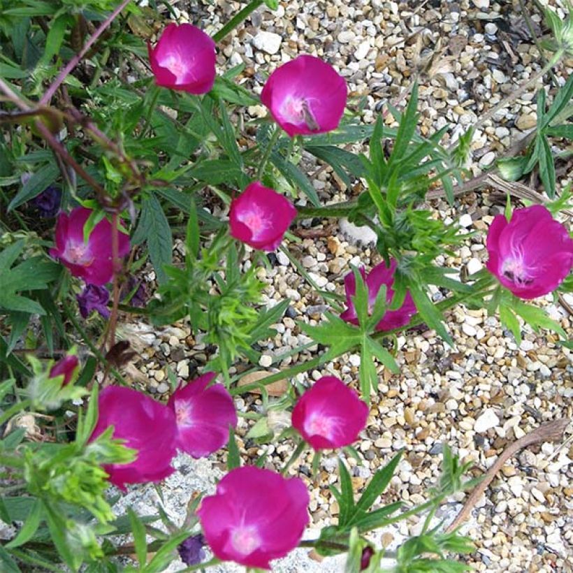 Callirhoe involucrata - Mohnmalve (Flowering)