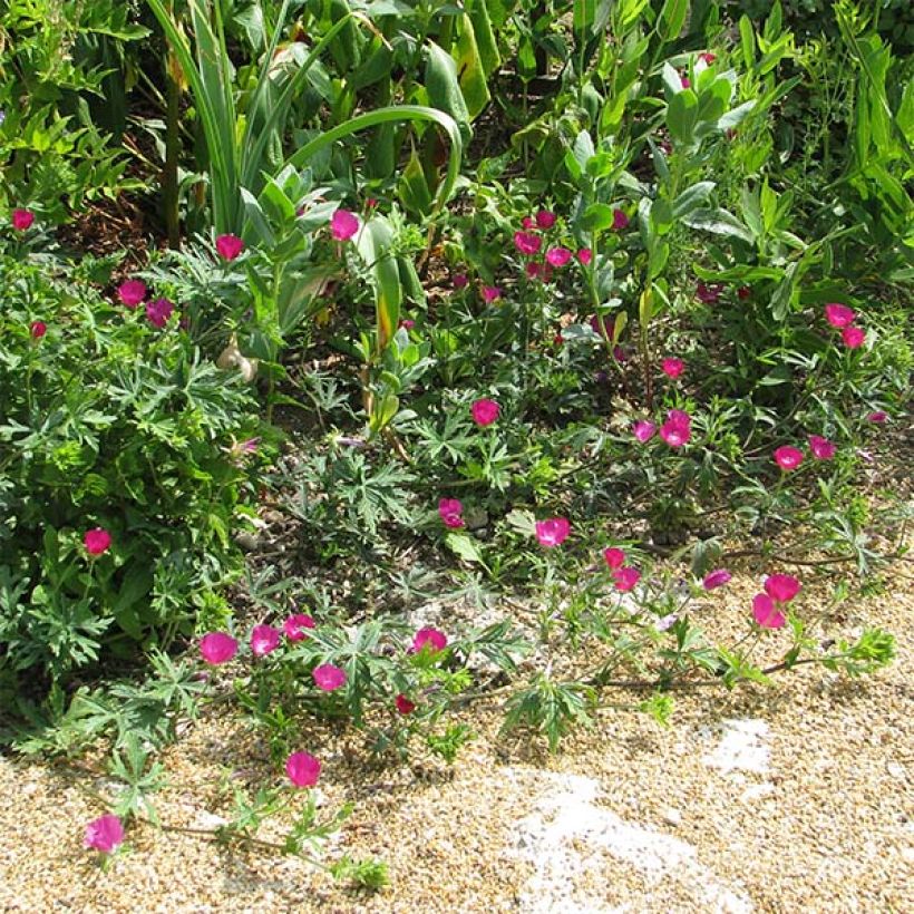 Callirhoe involucrata - Mohnmalve (Plant habit)