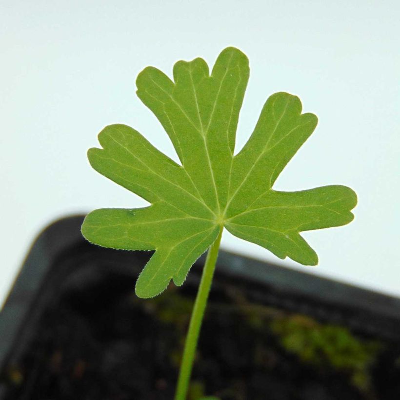 Callirhoe involucrata - Mohnmalve (Foliage)