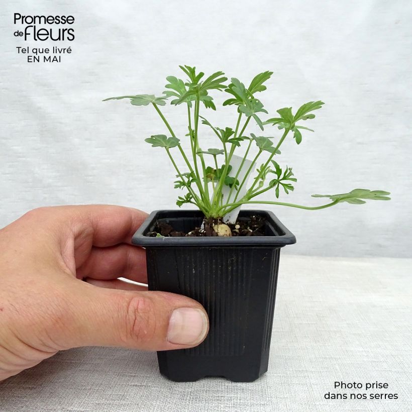 Exemplar von Callirhoe involucrata - Mohnmalve Kleine Töpfe von 8/9 cm wie im Frühjahr geliefert