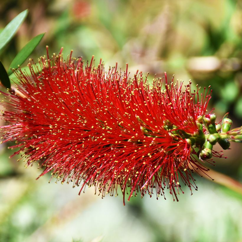 Callistemon hybrida Woodlander's Hardy - Zylinderputzer (Flowering)