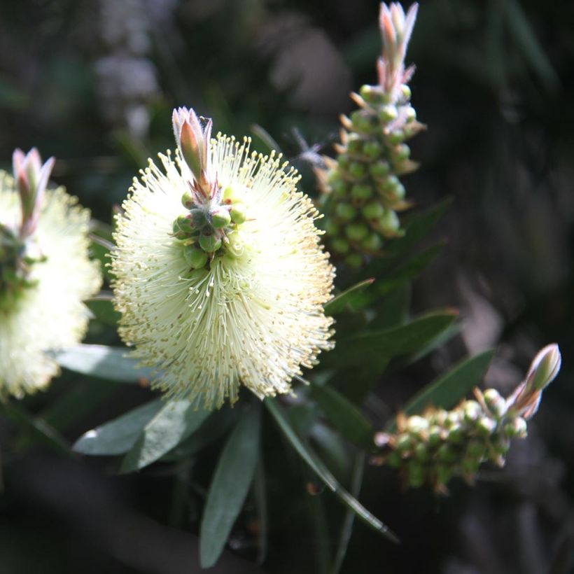 Callistemon citrinus Albus - Zylinderputzer (Flowering)