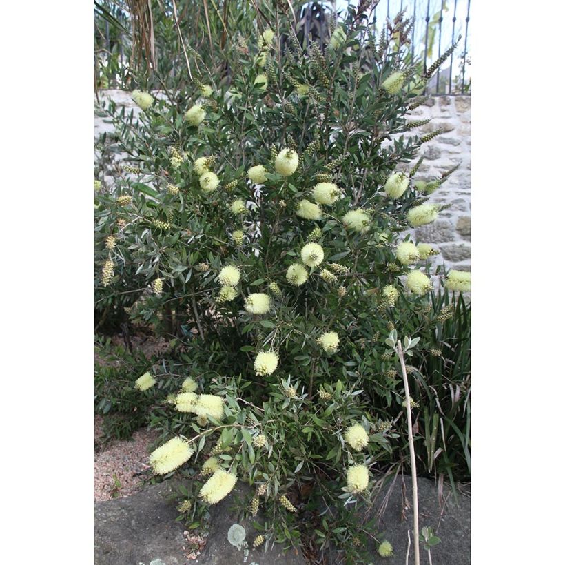 Callistemon citrinus Albus - Zylinderputzer (Plant habit)