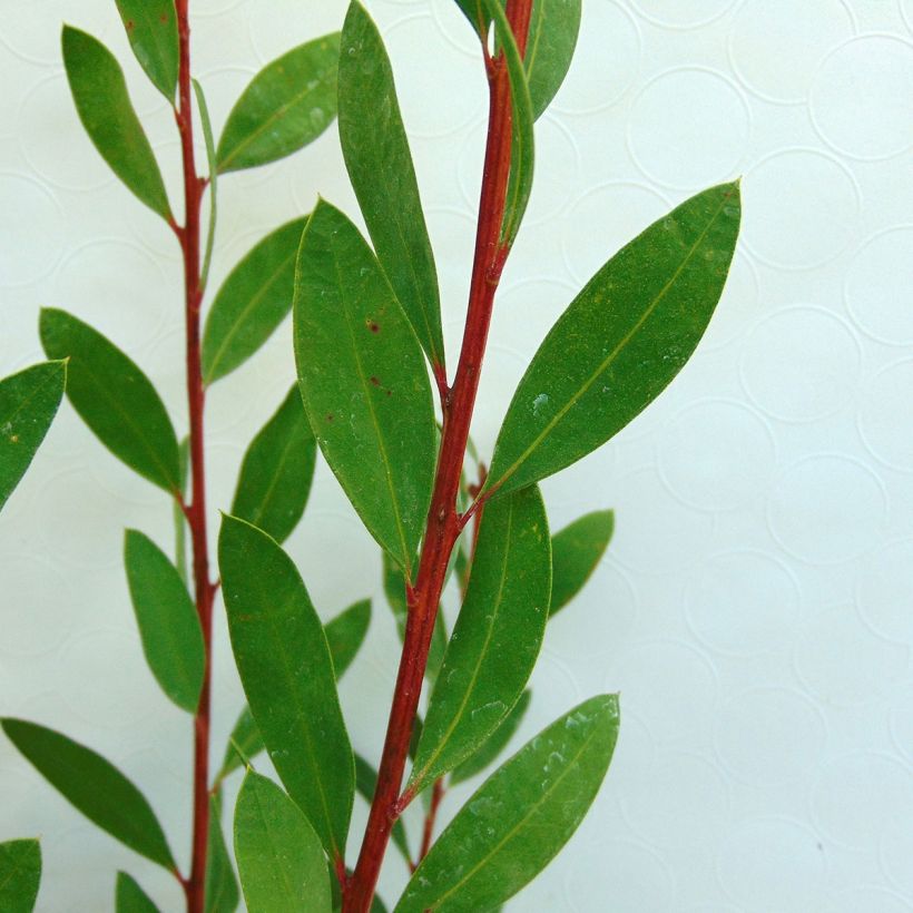Callistemon citrinus Burgundy - Zylinderputzer (Foliage)